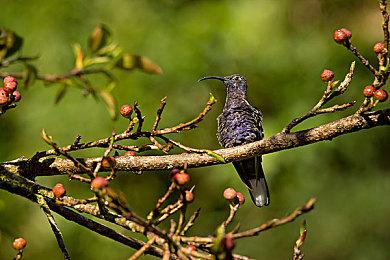 Steam新一周销量榜 Deck十六连冠、《2077》第二